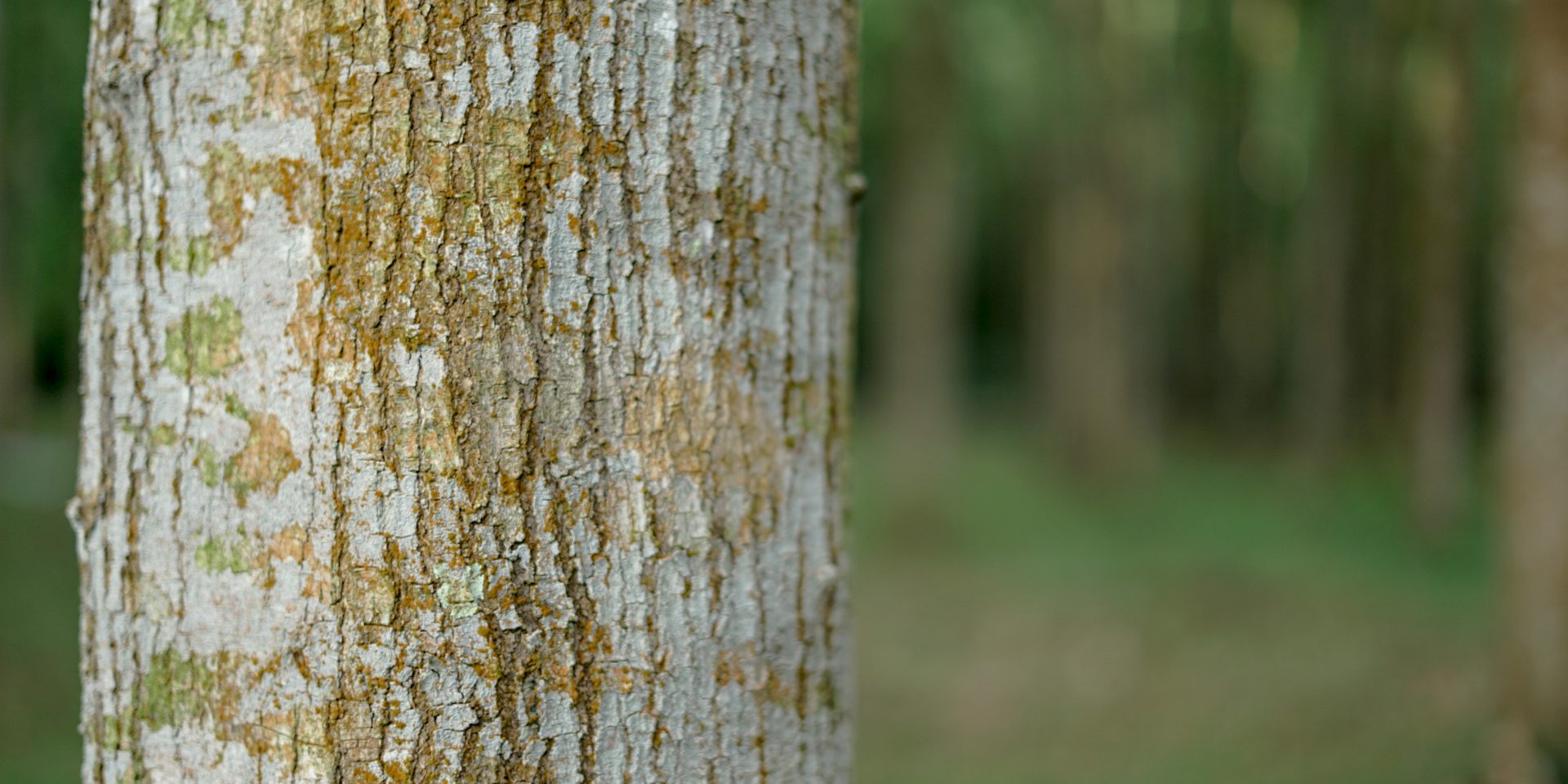 A focused view of a tree bark