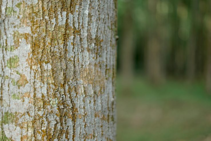 A focused view of a tree bark